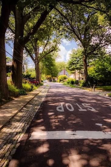 A shady tree-lined street in Douglas Manor